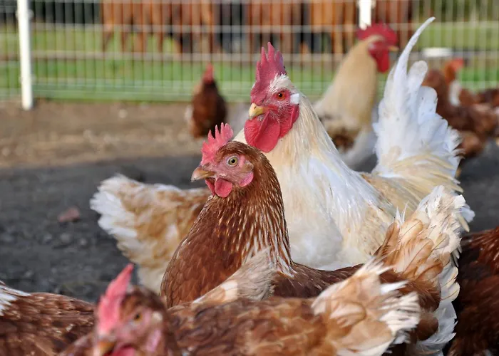 Hof Below アパート ヴェセンベルク